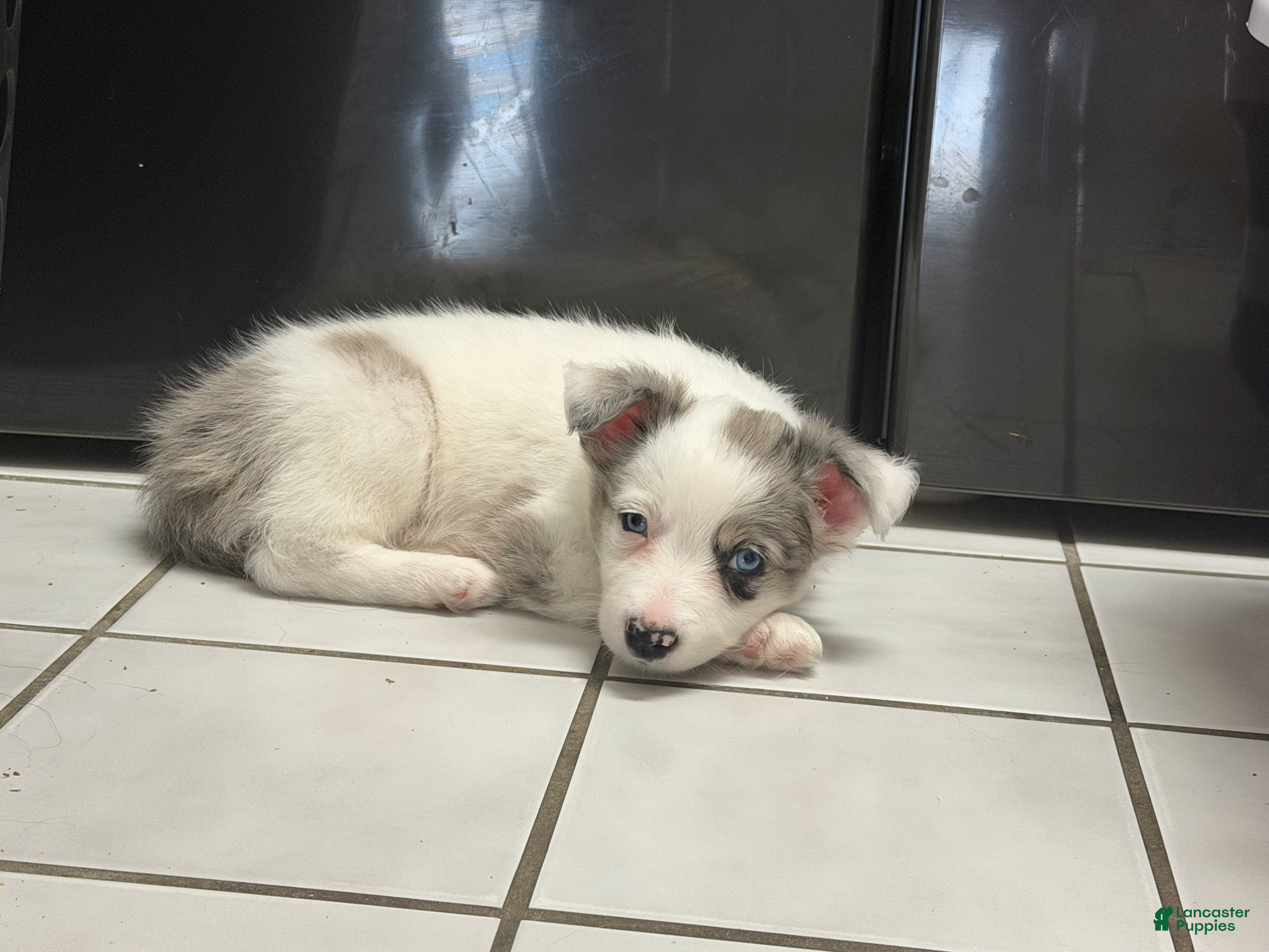 Border Collie dogs Lavender - Ad 1