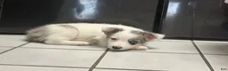 Border Collie dogs for sale: Lavender - Ad 1