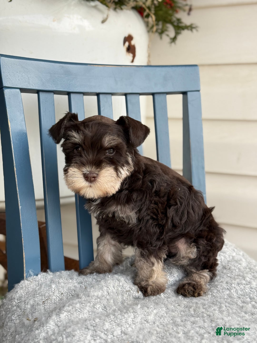 Miniature Schnauzer dogs for sale: Duchess - Ad 13