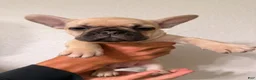 French Bulldog dogs for sale: French Bulldog 1 - Ad 1