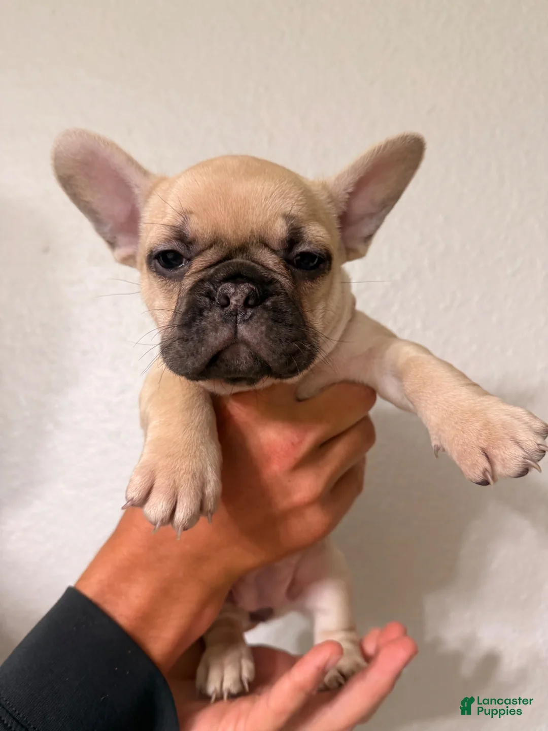 French Bulldog dogs for sale: French Bulldog 1 - Ad 1