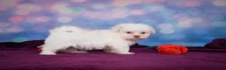Maltese dogs for sale: Penny - Ad 8