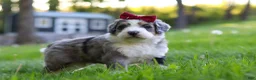 Bernedoodle dogs for sale: Bernedoodle Puppy 1 - Ad 3