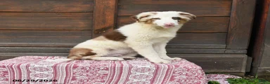 Gus