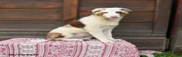 Miniature Australian Shepherd dogs for sale: Gus - Ad 1