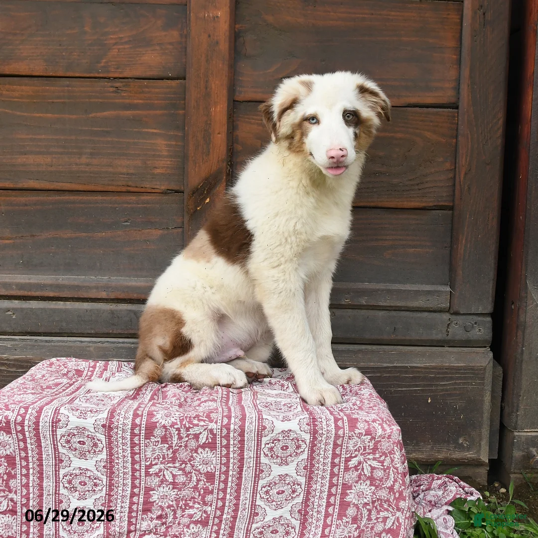 Miniature Australian Shepherd dogs for sale: Gus - Ad 1