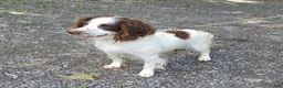 English Springer Spaniel dogs for sale: Digger - Ad 6
