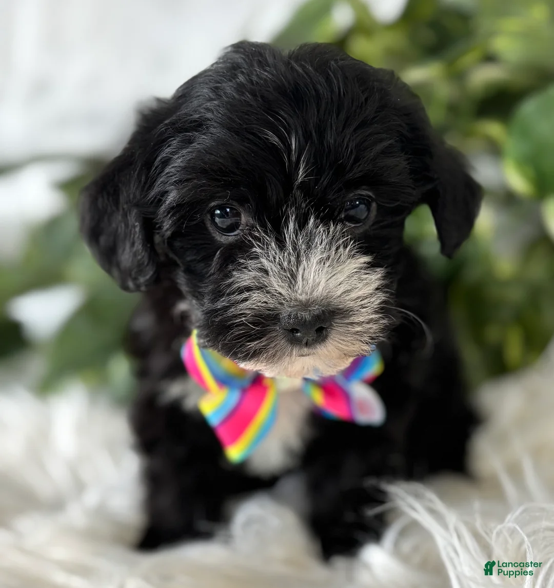 Morkie dogs for sale: Patrick - Ad 17