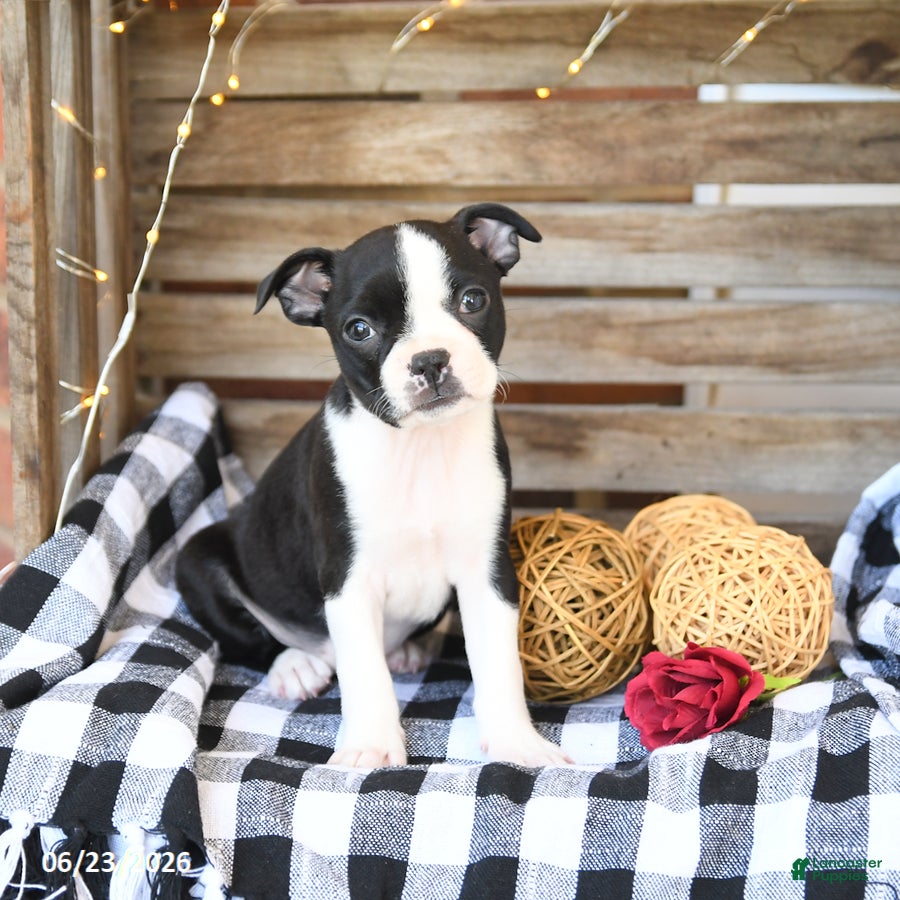 Boston Terrier dogs Zandah - Ad 1