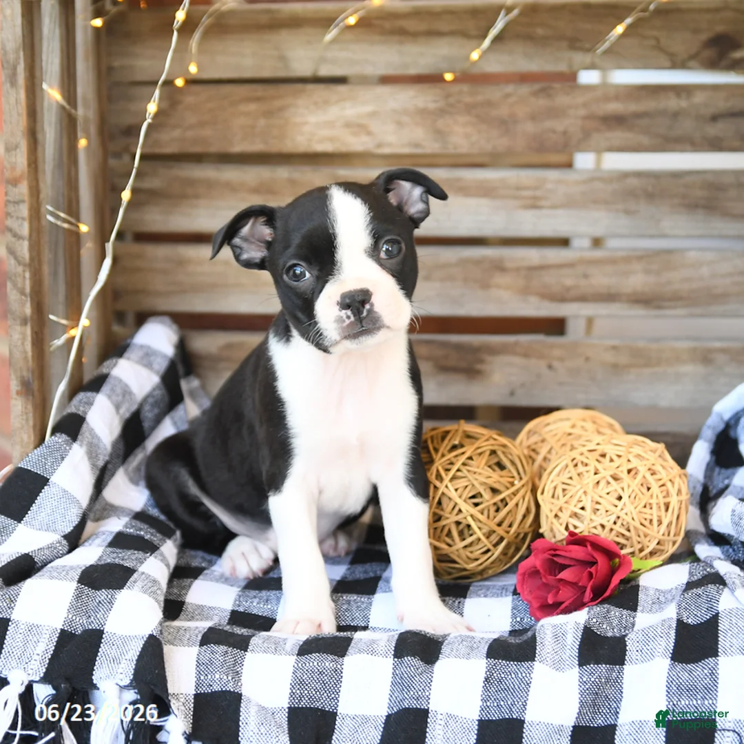 Boston Terrier dogs for sale: Zandah - Ad 1