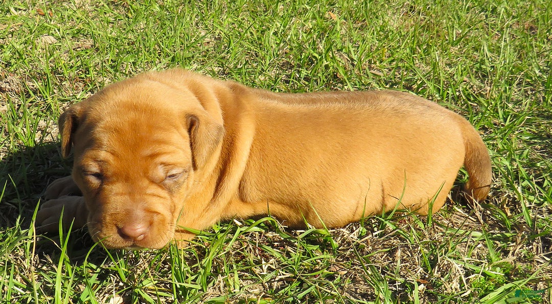Rhodesian Ridgeback dogs for sale: Rhodesian Ridgeback Puppy 2 - Ad 2