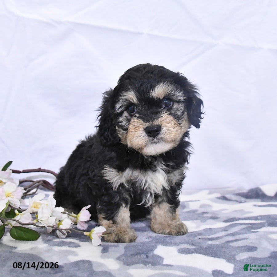Cavapoo dogs Ozzy - Ad 1