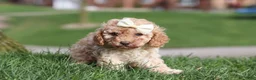Cavapoo dogs for sale: Rosa - Ad 4