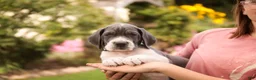 Great Dane dogs for sale: Celestia Great Dane  - Ad 14