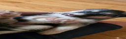 Gerberian Shepsky dogs for sale: Gerberian Shepsky 3 - Ad 1