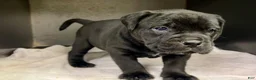 Mixed Breed dogs for sale: Babs  - Ad 2
