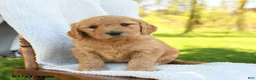 Goldendoodle dogs for sale: Chester - Ad 2
