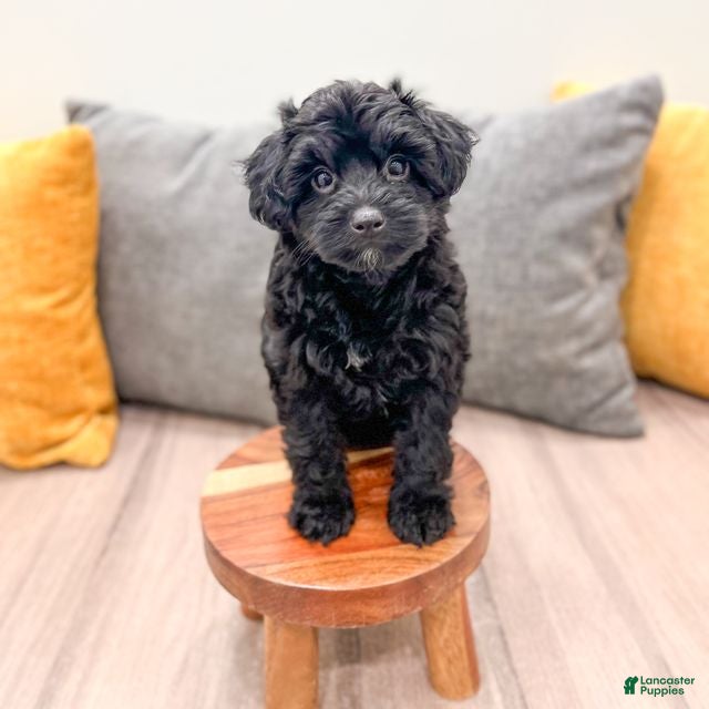 Yorkiepoo dogs Tisha - Ad 2