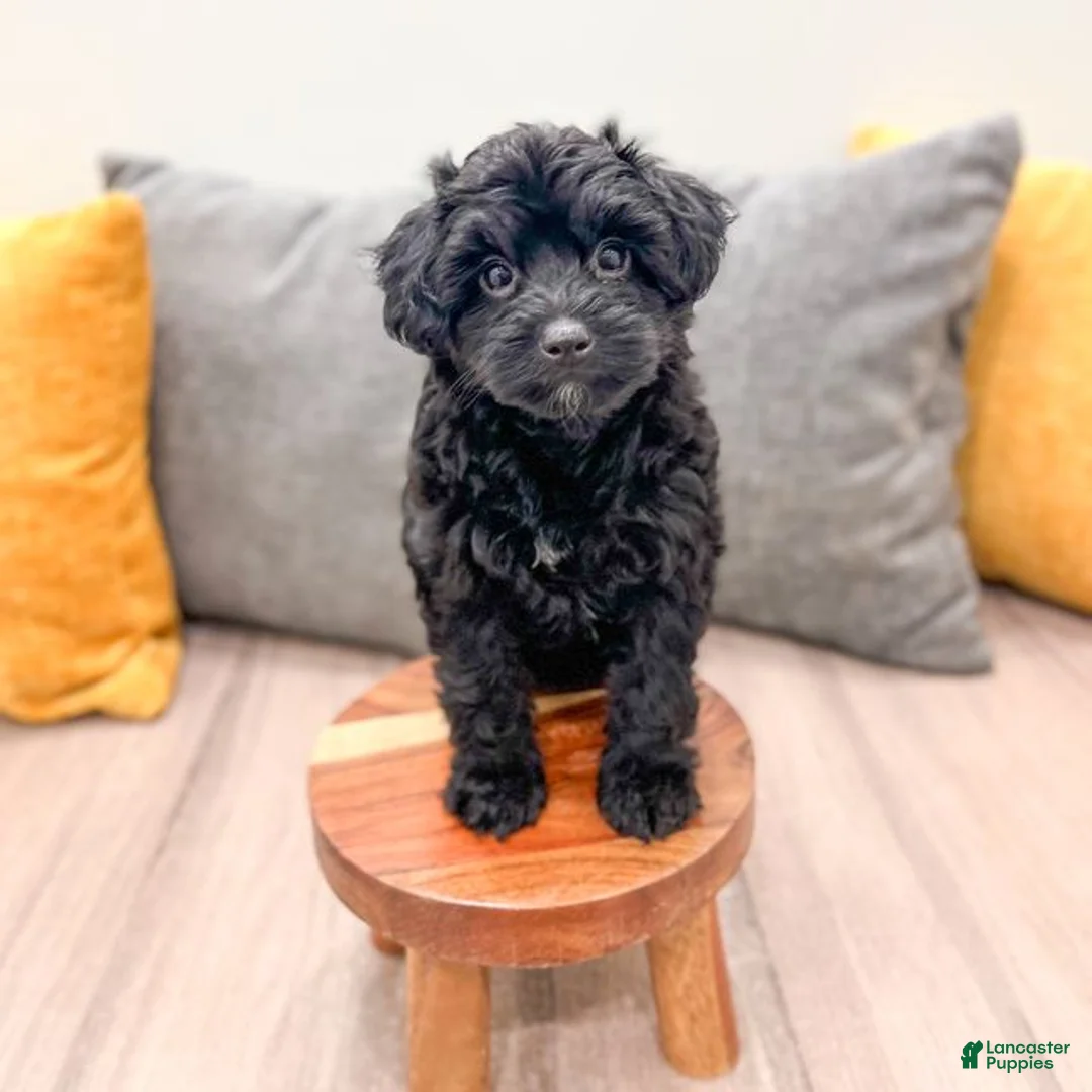 Yorkiepoo dogs for sale: Tisha - Ad 2