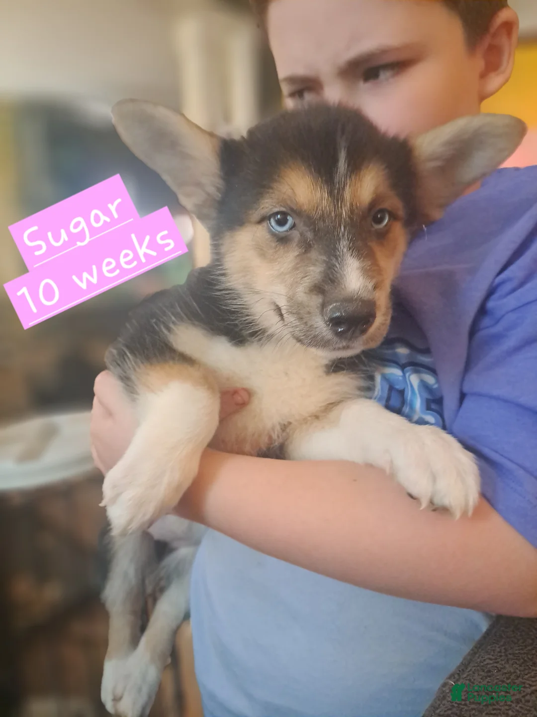 Mixed Breed dogs for sale: Sugar - Ad 2