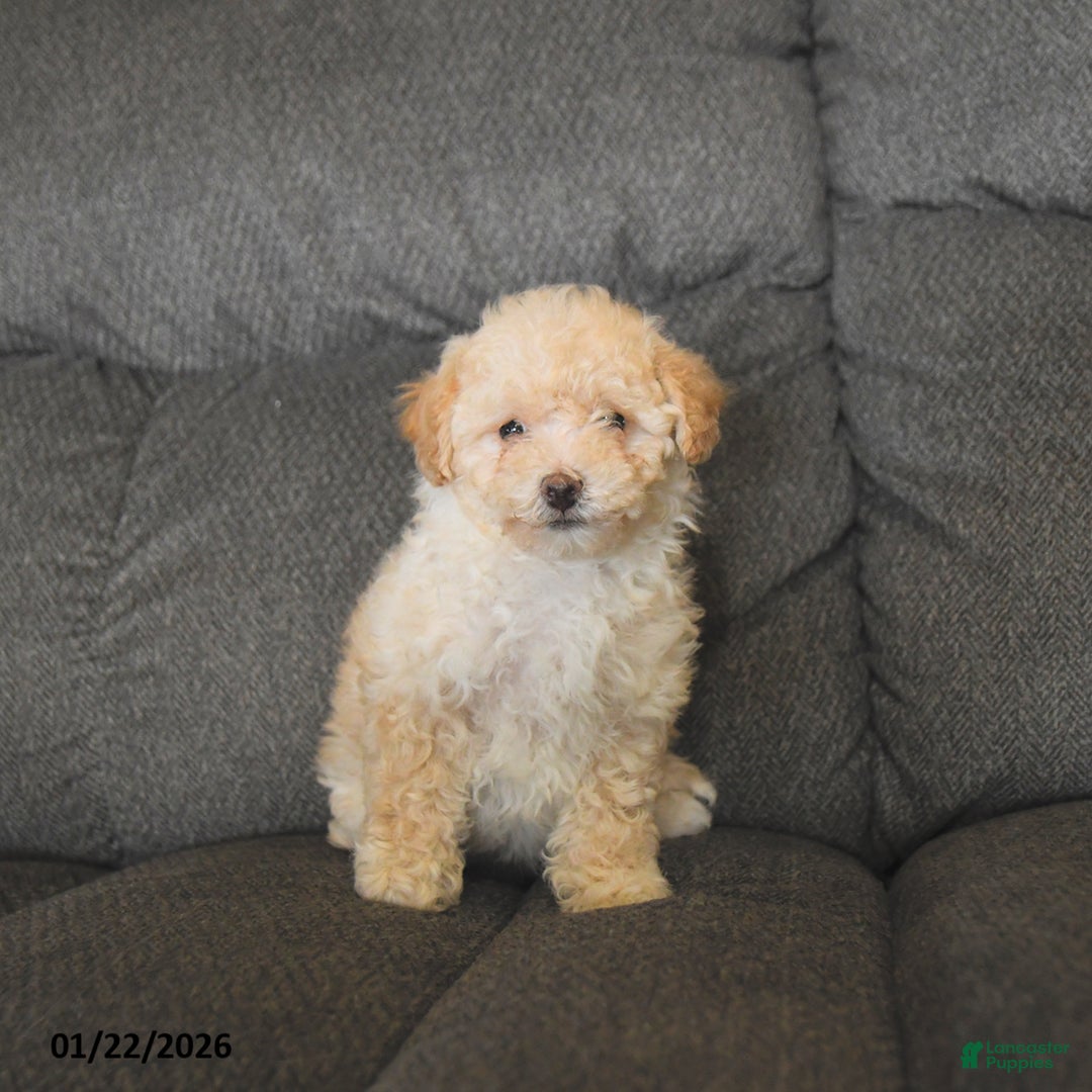 Bichpoo dogs for sale: Lila  - Ad 4