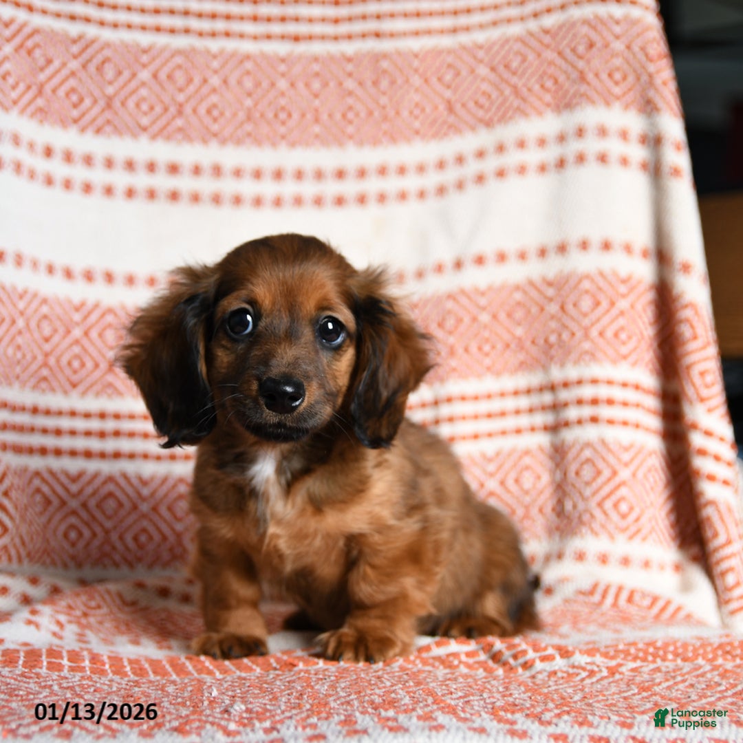 Miniature Dachshund dogs for sale: Riley - Ad 4