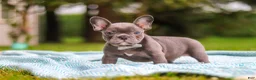 French Bulldog dogs for sale: Ollie - Ad 5