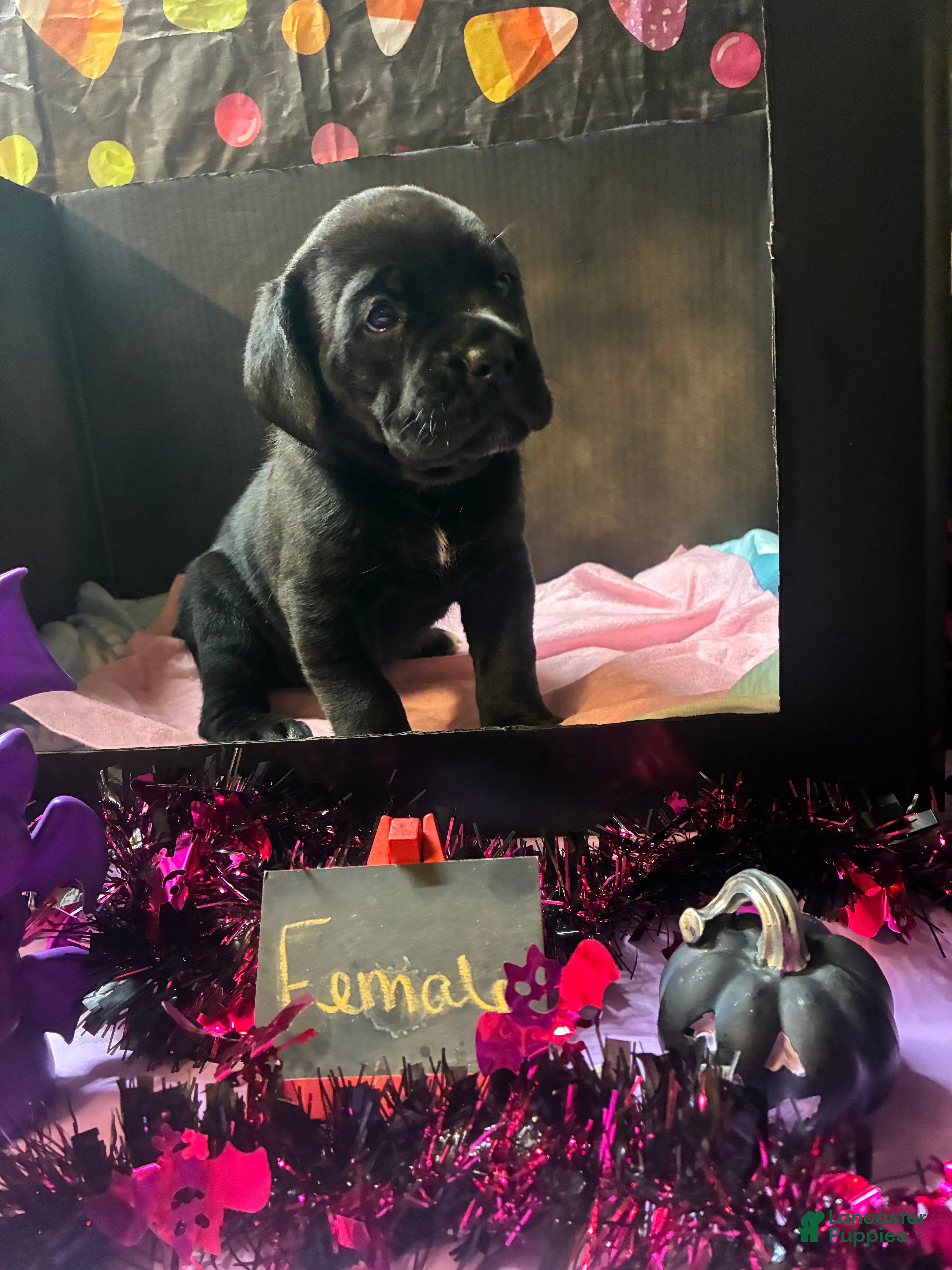 Cane Corso dogs Cane Corso 2 - Ad 2