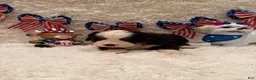 Bernese Mountain Dog dogs for sale: Dean - Ad 25