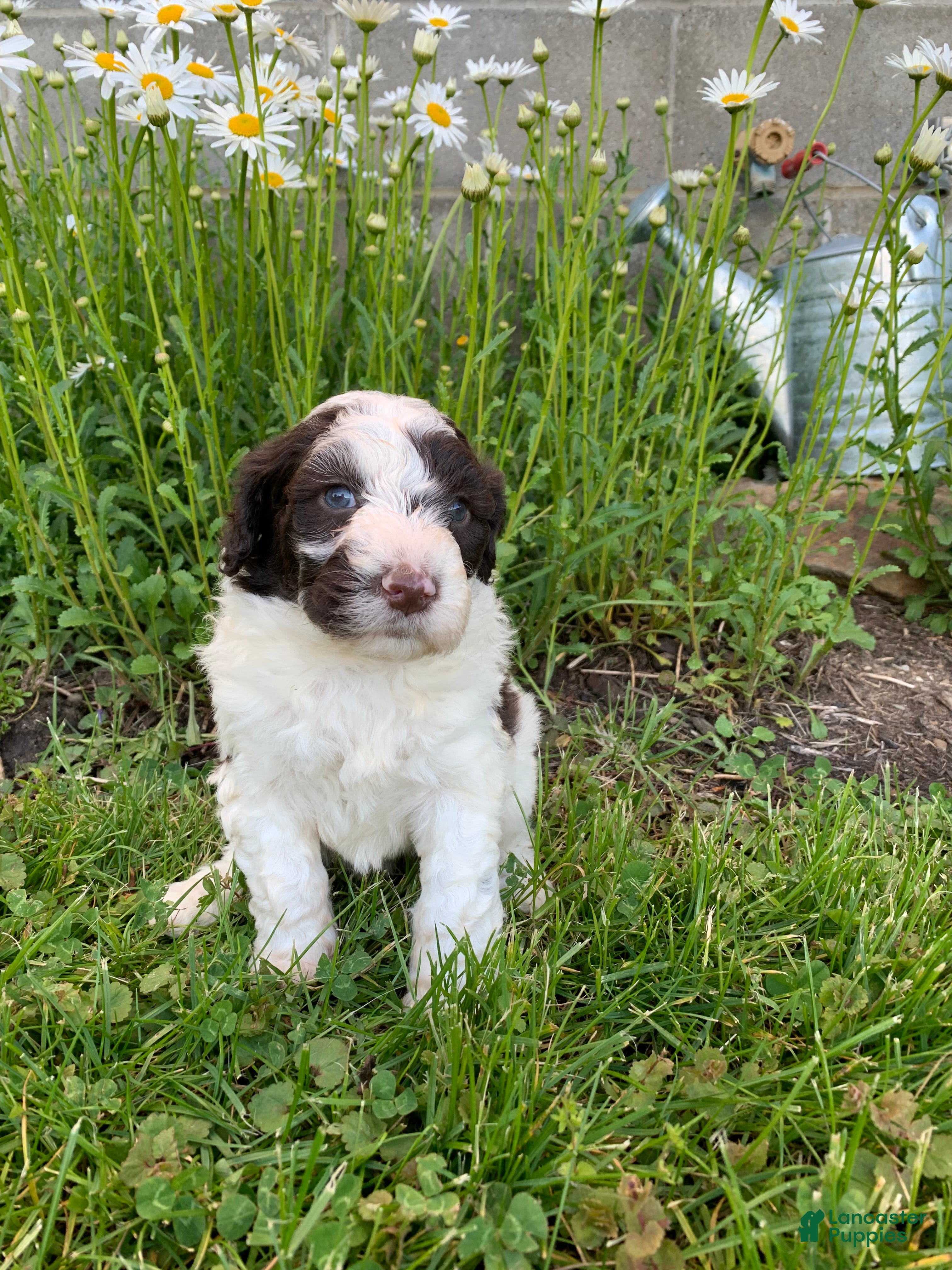 Portuguese Water Dog dogs for sale: Bella - Ad 2