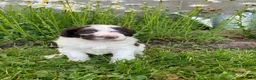 Portuguese Water Dog dogs for sale: Bella - Ad 1