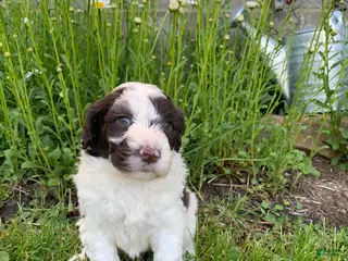 Portuguese Water Dog dogs for sale: Bella - Ad 2