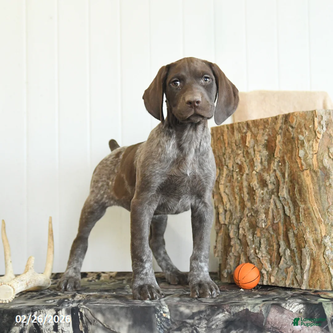 German Shorthaired Pointer dogs for sale: Diamond - Ad 2