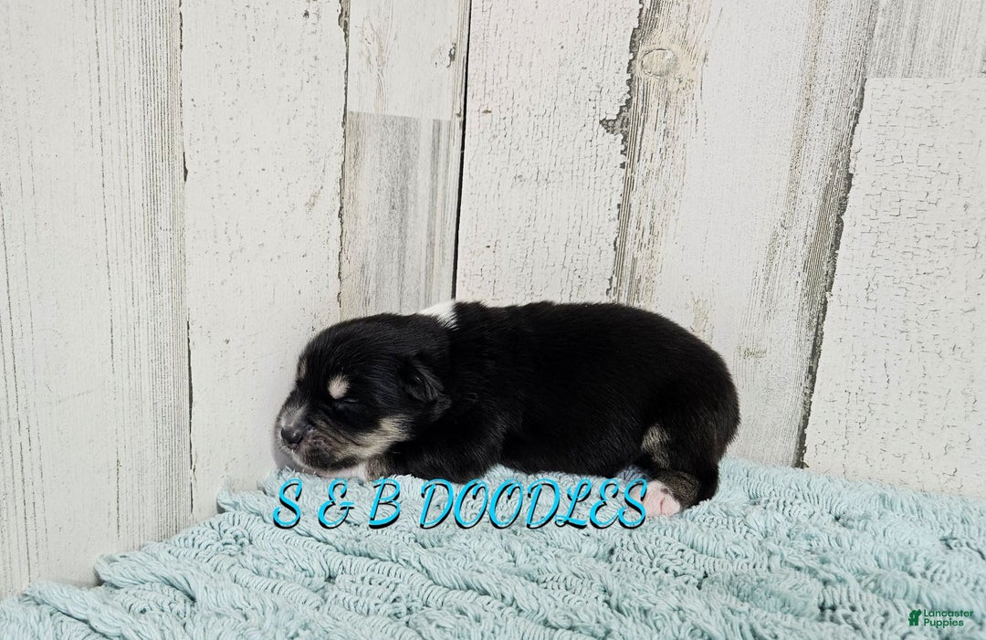 Miniature Australian Shepherd dogs for sale: Flash - Ad 6