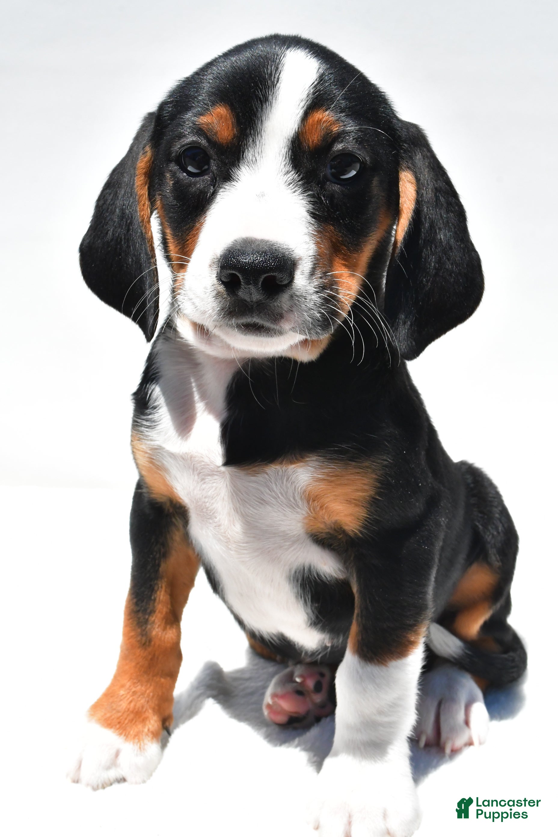 Beagle dogs Rhoda - Ad 1