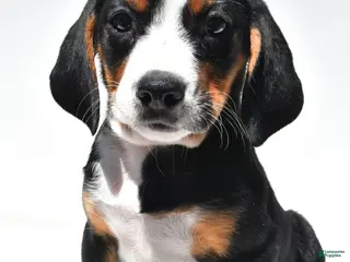 Beagle dogs for sale: Rhoda - Ad 4