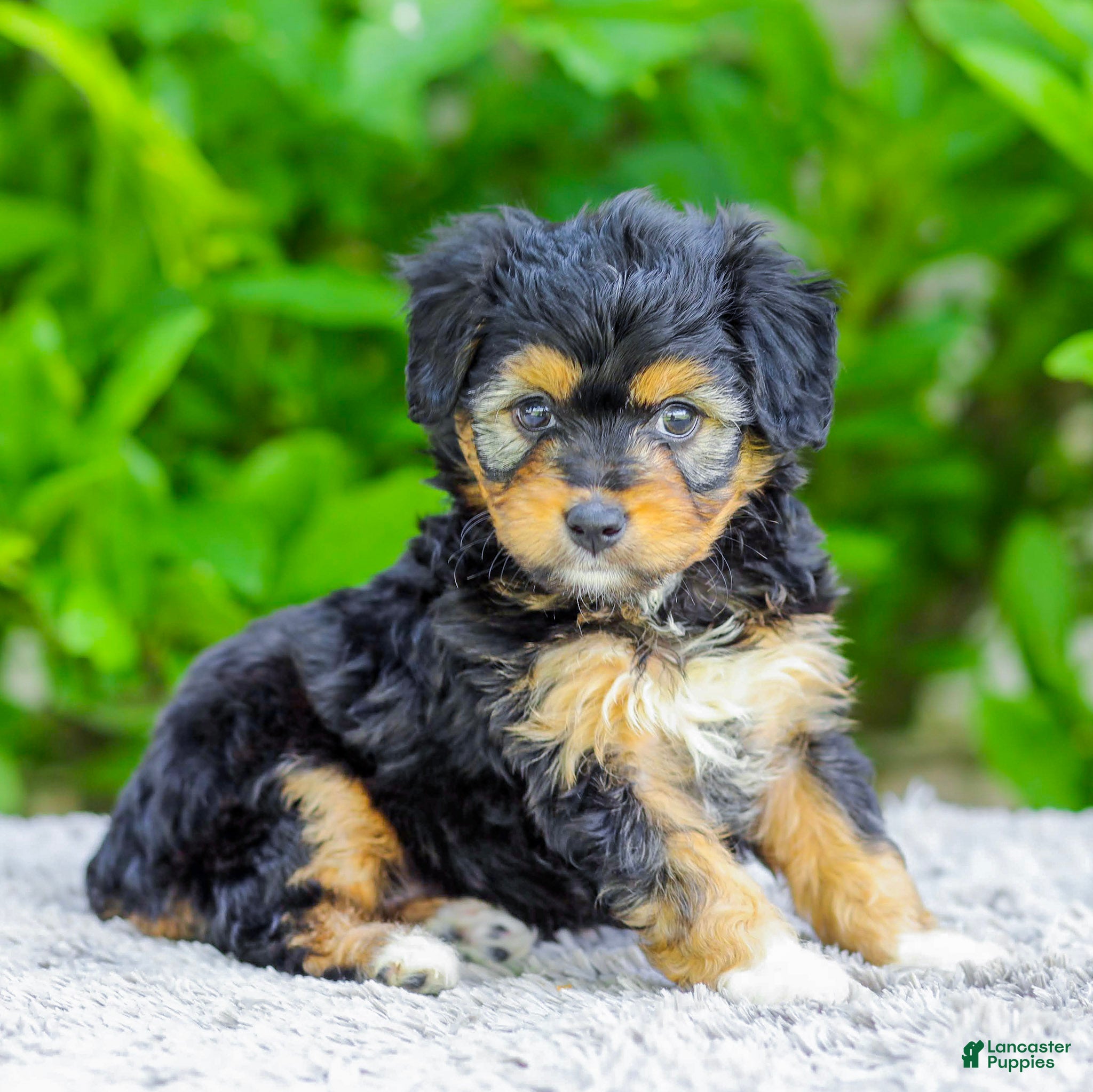 Mini Aussiedoodle dogs Whitney - Ad 1