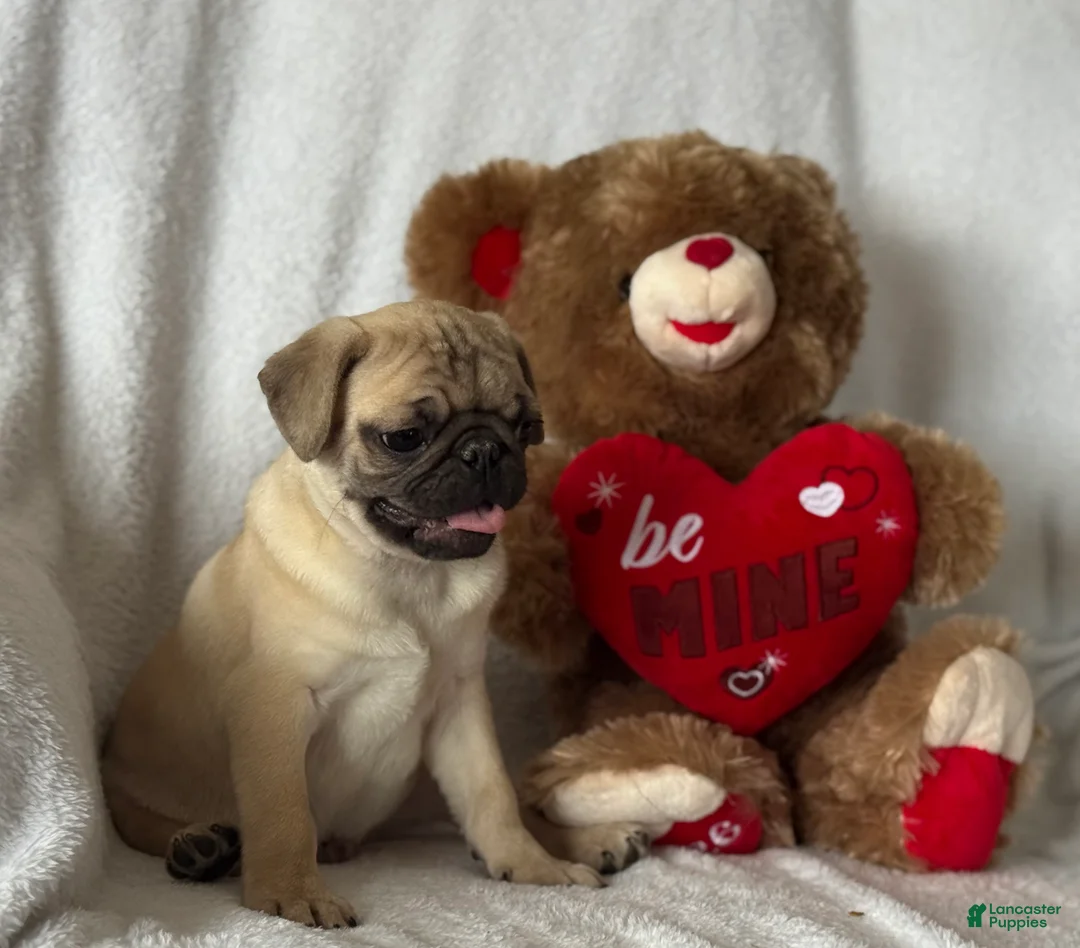 Pug dogs for sale: Parley - Ad 5