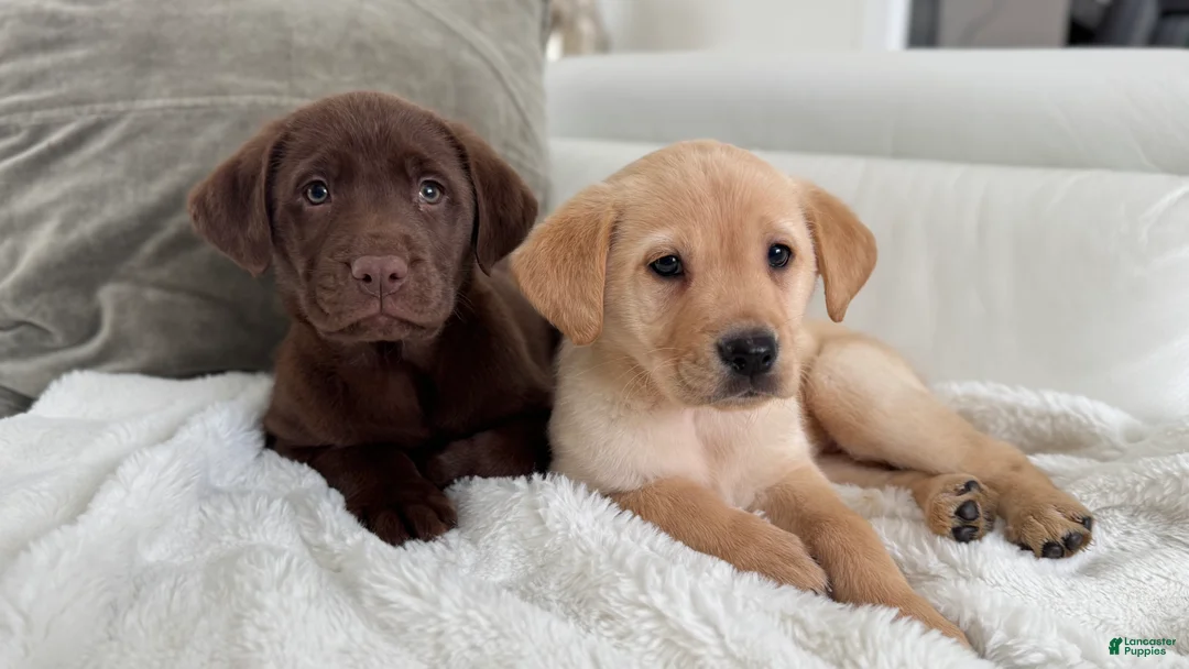 Labrador Retriever dogs for sale: Daisy - Ad 5