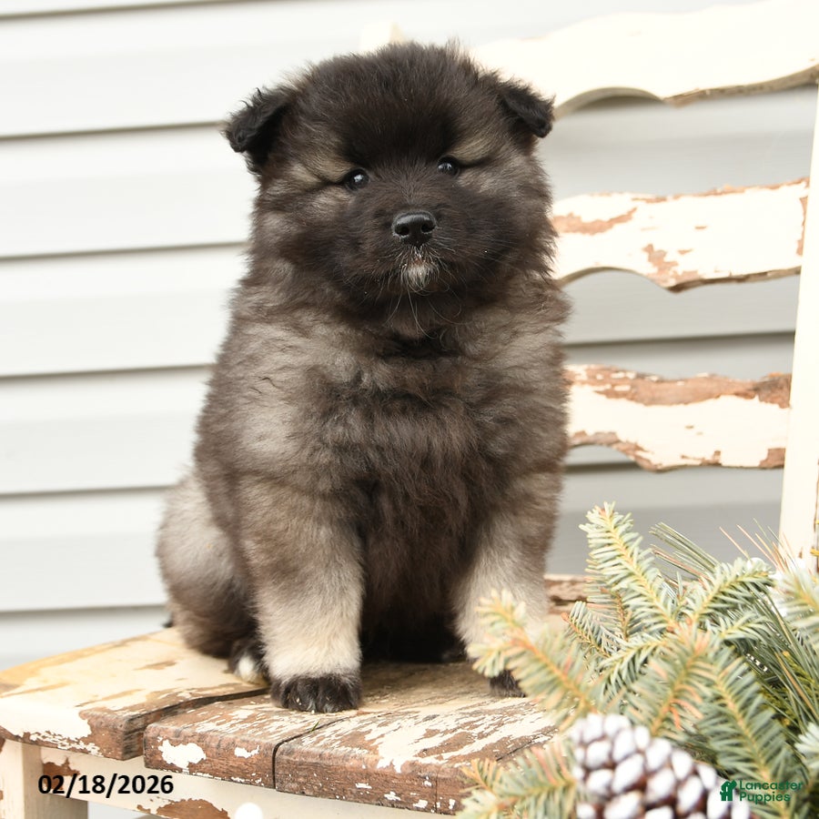Keeshond dogs Sailor - Ad 1