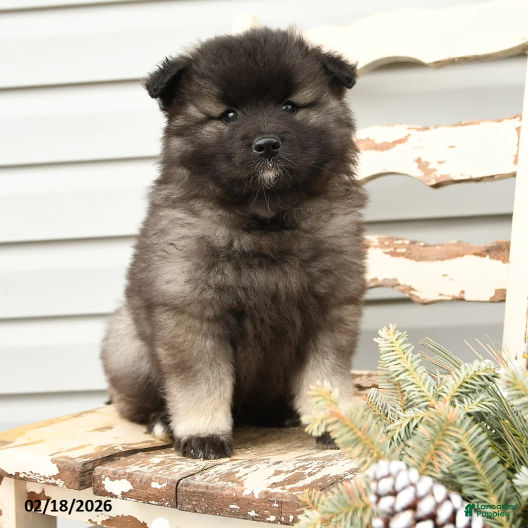 Keeshond dogs for sale: Sailor - Ad 1