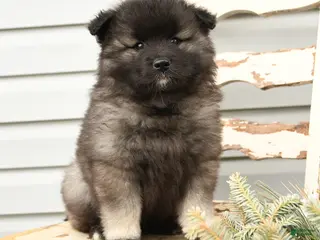 Keeshond dogs for sale: Sailor - Ad 2