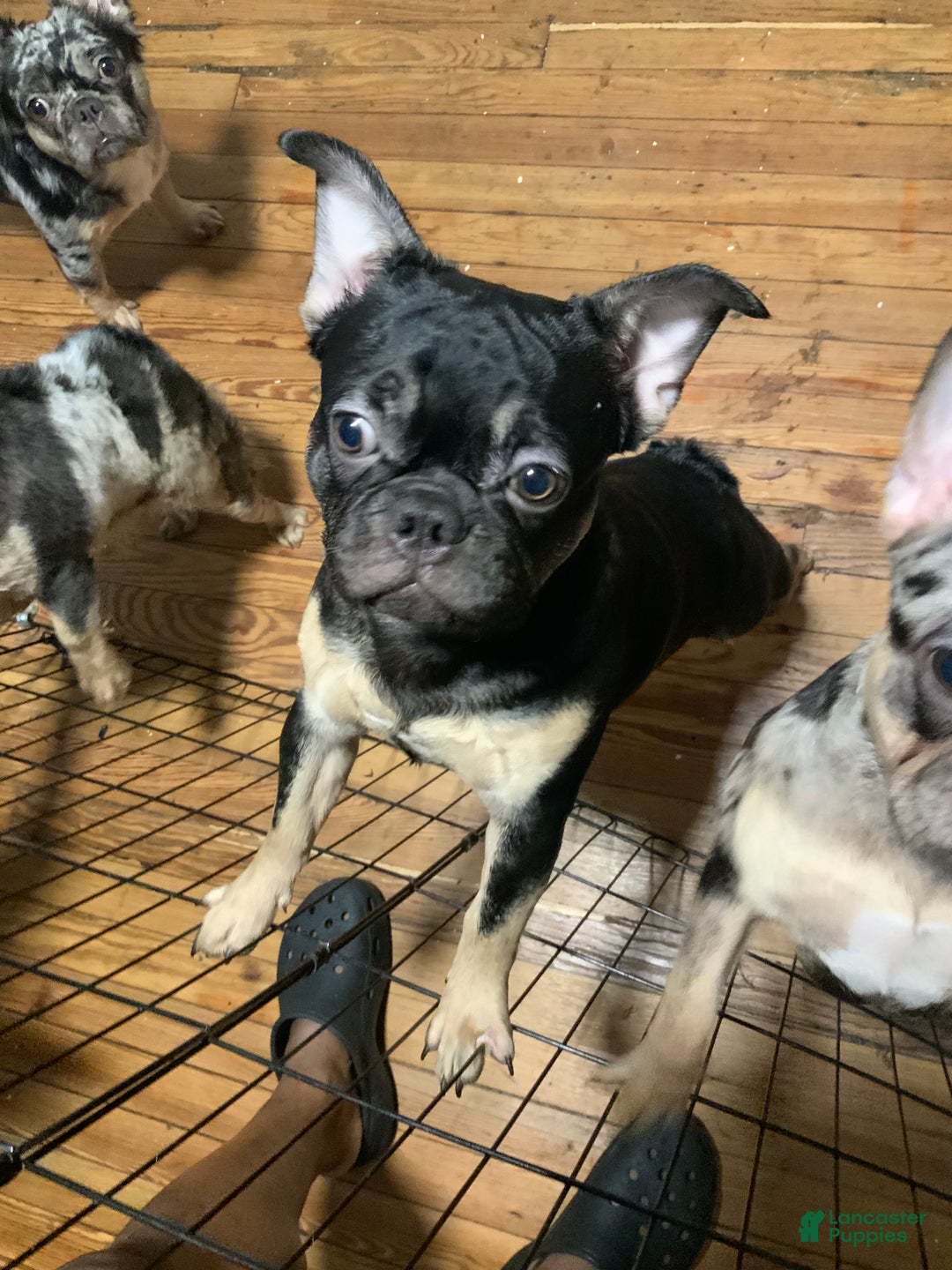 French Bulldog dogs for sale: Night  - Ad 3