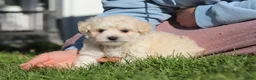 Maltipoo dogs for sale: Elliot - Ad 9
