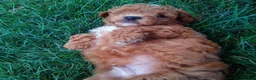 Havapoo dogs for sale: Nick - Ad 4