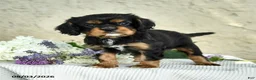 Cavalier King Charles Spaniel dogs for sale: Cody - Ad 1