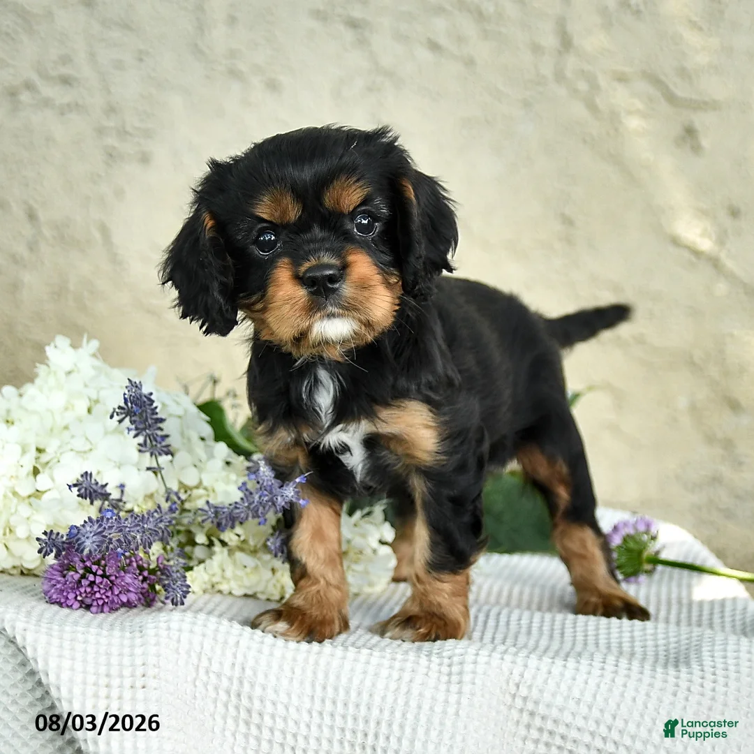 Cavalier King Charles Spaniel dogs for sale: Cody - Ad 1