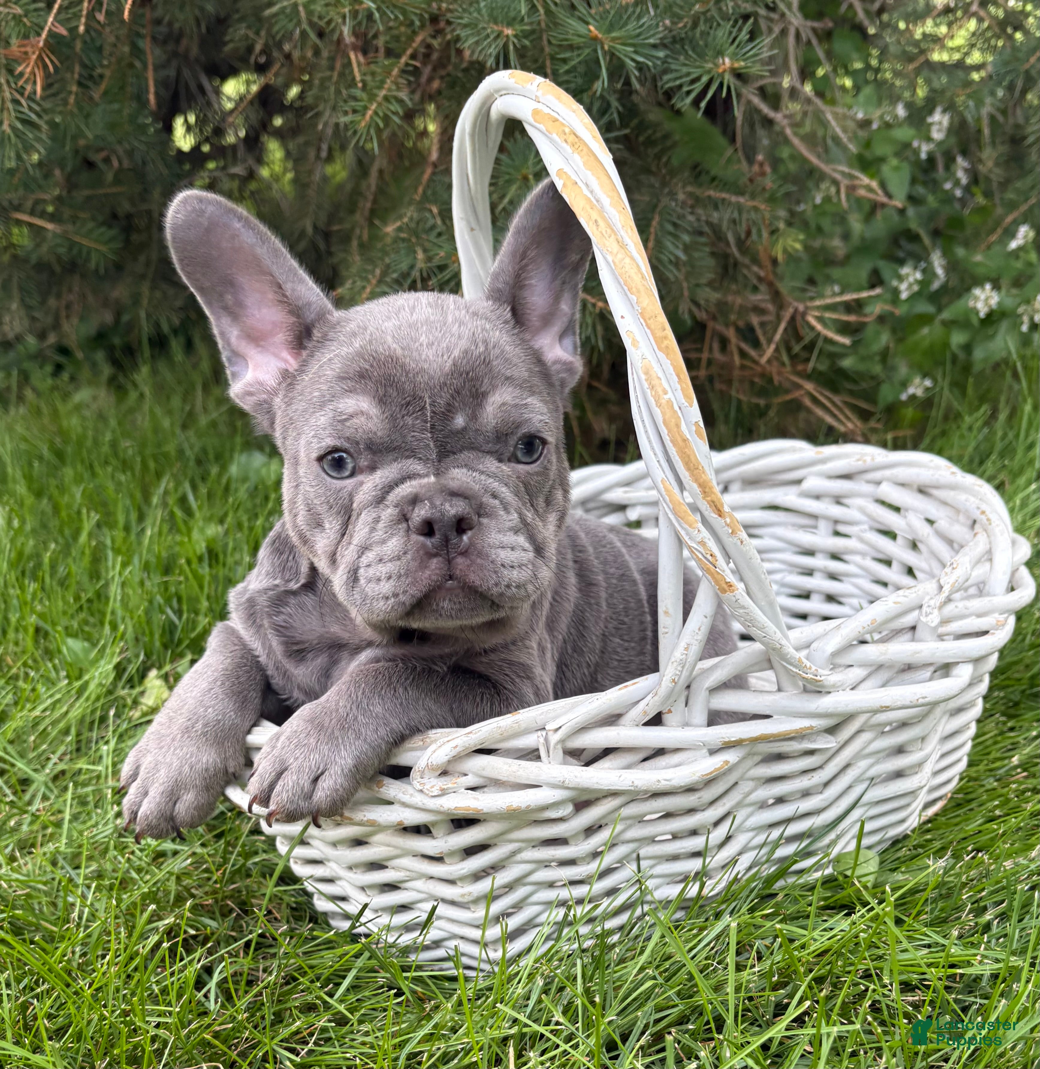 French Bulldog dogs Cici - Ad 2