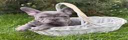 French Bulldog dogs for sale: Cici - Ad 2