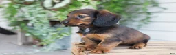 Dachshund dogs for sale: Holly  - Ad 6